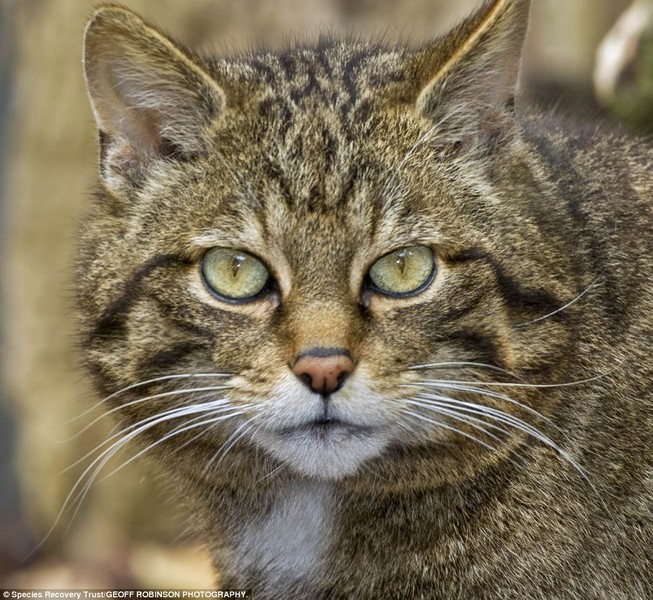 Hàng trăm loài đã bị tuyệt chủng ở Anh trong hơn 200 năm qua. Trong ảnh là loài mèo hoang Scotland (Scotland Wildcat), nó to lớn hơn nhiều so với mèo nhà, có lông dày. Loài này từng sống trong rừng và đồng cỏ của châu Âu, nhưng hiện đã tuyệt chủng ở Anh, xứ Wales và Bắc Âu và loài này ở Scotland là trong tình trạng cực nguy cấp với chưa đầy 100 cá thể còn lại.